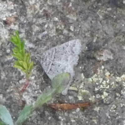 Dichromodes explanata (Fine-lined Heath Moth) at Boro - 31 Jan 2024 by Paul4K