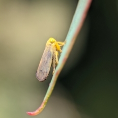 Neotartessus (genus) (A tartessini leafhopper) at Namadgi National Park - 27 Jan 2024 by Miranda