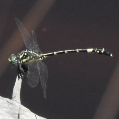 Austroepigomphus praeruptus (Twin-spot Hunter) at Mulligans Flat - 2 Feb 2024 by JohnBundock