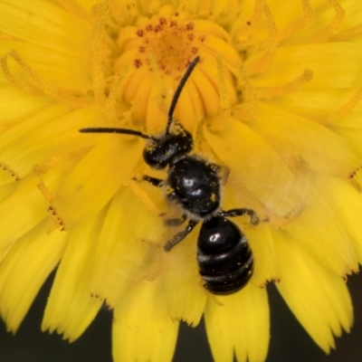 Lasioglossum (Chilalictus) sp. (genus & subgenus) (Halictid bee) at Fraser, ACT - 31 Jan 2024 by kasiaaus