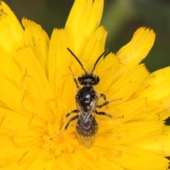 Lasioglossum (Chilalictus) sp. (genus & subgenus) at Fraser, ACT - 31 Jan 2024