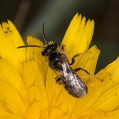 Lasioglossum (Chilalictus) sp. (genus & subgenus) at Fraser, ACT - 31 Jan 2024