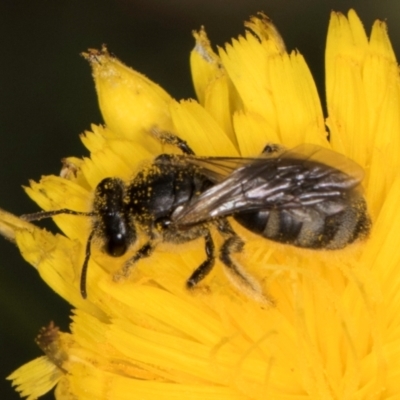 Lasioglossum (Chilalictus) lanarium (Halictid bee) at Fraser, ACT - 30 Jan 2024 by kasiaaus