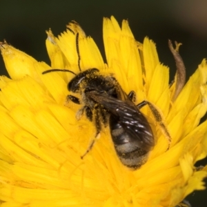 Lasioglossum (Chilalictus) lanarium at Fraser, ACT - 31 Jan 2024