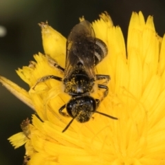 Lasioglossum (Chilalictus) lanarium at Fraser, ACT - 31 Jan 2024