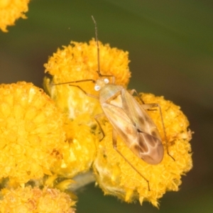 Creontiades sp. (genus) at Dunlop Grassland (DGE) - 31 Jan 2024