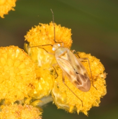 Creontiades sp. (genus) (A mirid bug) at Dunlop Grasslands - 31 Jan 2024 by kasiaaus