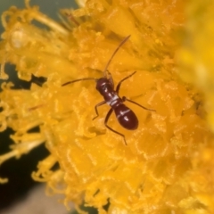 Miridae (family) (Unidentified plant bug) at Dunlop Grasslands - 30 Jan 2024 by kasiaaus