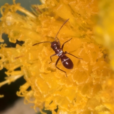 Miridae (family) (Unidentified plant bug) at Dunlop Grasslands - 30 Jan 2024 by kasiaaus