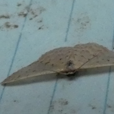 Idaea philocosma (Flecked Wave) at Boro - 31 Jan 2024 by Paul4K