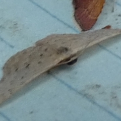 Idaea philocosma at QPRC LGA - 1 Feb 2024