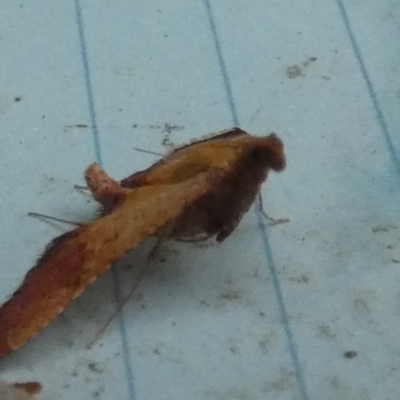 Endotricha pyrosalis (A Pyralid moth) at QPRC LGA - 31 Jan 2024 by Paul4K