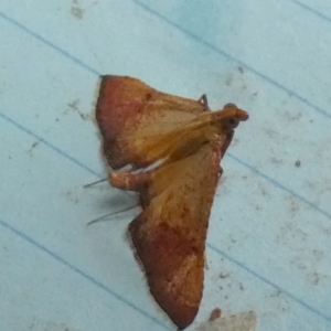 Endotricha pyrosalis at QPRC LGA - 1 Feb 2024