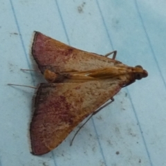 Endotricha pyrosalis at QPRC LGA - 1 Feb 2024