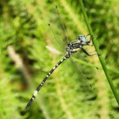 Parasynthemis regina (Royal Tigertail) at Mulligans Flat - 2 Feb 2024 by JohnBundock