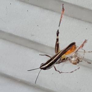 Cryptachaea gigantipes at Isaacs, ACT - 1 Feb 2024