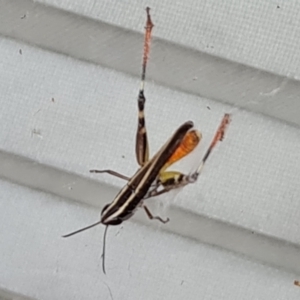 Macrotona australis at Isaacs, ACT - 1 Feb 2024 06:53 PM