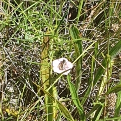 Lasioglossum (Chilalictus) sp. (genus & subgenus) at Griffith Woodland (GRW) - 10 Jan 2024