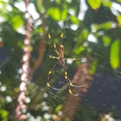 Trichonephila plumipes (Humped golden orb weaver) at Sydney, NSW - 29 Jan 2024 by HappyWanderer