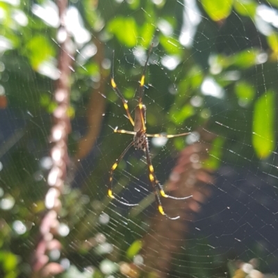 Unidentified Spider (Araneae) at Sydney, NSW - 28 Jan 2024 by HappyWanderer