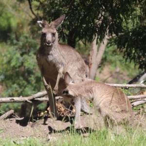 Macropus giganteus at Tidbinbilla Nature Reserve - 1 Feb 2024