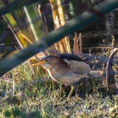 Ixobrychus dubius (Australian Little Bittern) at Jerrabomberra Wetlands - 1 Feb 2024 by rawshorty