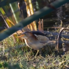 Ixobrychus dubius at Jerrabomberra Wetlands - 2 Feb 2024 08:50 AM