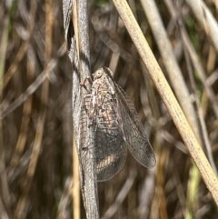 Cixiidae sp. (family) (Cixiid planthopper) at Kambah, ACT - 1 Feb 2024 by Pirom