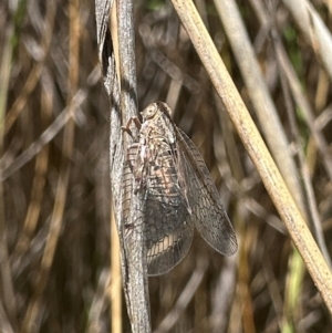 Cixiidae sp. (family) at Tidbinbilla Nature Reserve - 1 Feb 2024 02:10 PM