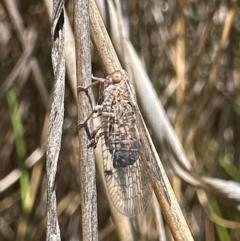 Cixiidae sp. (family) at Tidbinbilla Nature Reserve - 1 Feb 2024