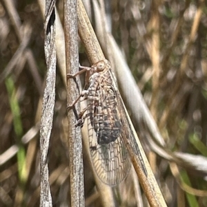 Cixiidae sp. (family) at Tidbinbilla Nature Reserve - 1 Feb 2024 02:10 PM