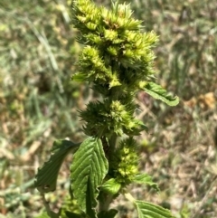 Amaranthus retroflexus (Redroot Amaranth) at Whitlam, ACT - 2 Feb 2024 by SteveBorkowskis