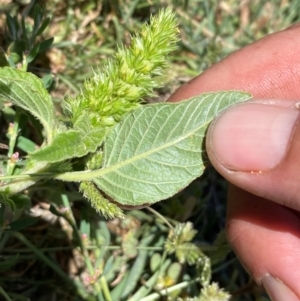 Amaranthus retroflexus at Whitlam, ACT - 2 Feb 2024