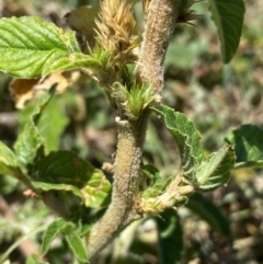 Amaranthus retroflexus at Whitlam, ACT - 2 Feb 2024