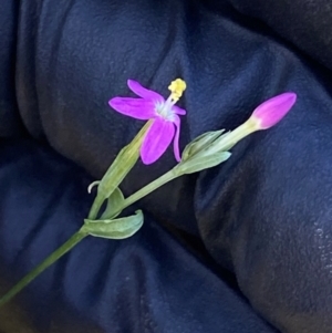 Centaurium tenuiflorum at Block 402 - 2 Feb 2024