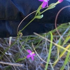 Centaurium tenuiflorum at Block 402 - 2 Feb 2024