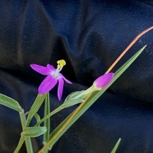 Centaurium tenuiflorum at Block 402 - 2 Feb 2024