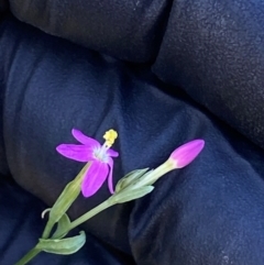 Centaurium tenuiflorum at Block 402 - 2 Feb 2024