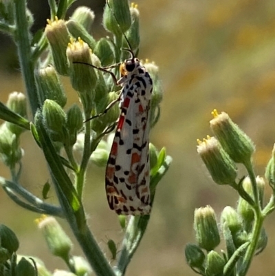 Utetheisa pulchelloides (Heliotrope Moth) at Block 402 - 2 Feb 2024 by SteveBorkowskis