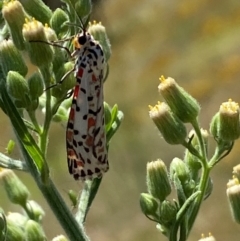 Utetheisa pulchelloides at Bluetts Block (402, 403, 12, 11) - 2 Feb 2024 12:07 PM