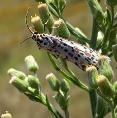 Utetheisa pulchelloides at Bluetts Block (402, 403, 12, 11) - 2 Feb 2024 12:07 PM