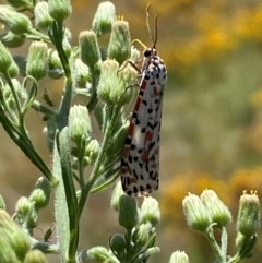 Utetheisa pulchelloides at Bluetts Block (402, 403, 12, 11) - 2 Feb 2024 12:07 PM