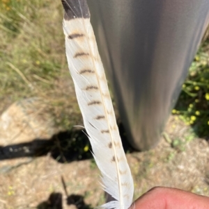 Falco cenchroides at Denman Prospect, ACT - 2 Feb 2024