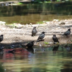 Sturnus vulgaris (Common Starling) at Barton, ACT - 2 Feb 2024 by RodDeb