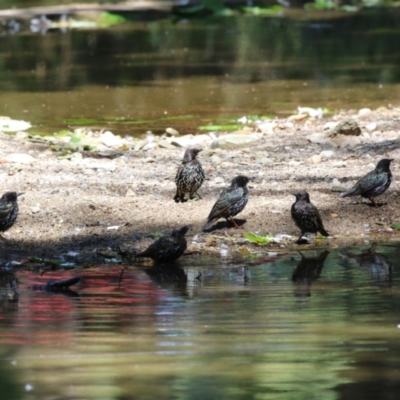 Sturnus vulgaris (Common Starling) at Lake Burley Griffin Central/East - 2 Feb 2024 by RodDeb