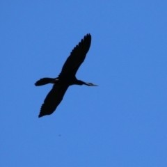 Anhinga novaehollandiae (Australasian Darter) at Kingston, ACT - 2 Feb 2024 by RodDeb