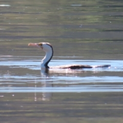 Phalacrocorax varius (Pied Cormorant) at Lake Burley Griffin Central/East - 2 Feb 2024 by RodDeb