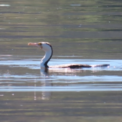 Phalacrocorax varius (Pied Cormorant) at Barton, ACT - 2 Feb 2024 by RodDeb