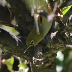 Zosterops lateralis (Silvereye) at Lake Burley Griffin Central/East - 2 Feb 2024 by RodDeb