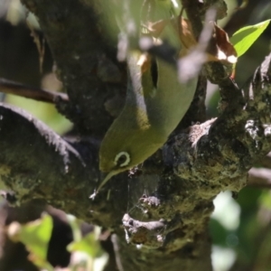 Zosterops lateralis at Lake Burley Griffin Central/East - 2 Feb 2024